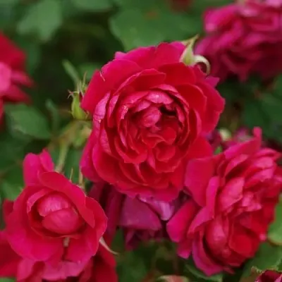 Саженцы роз КВАДРА плетистая  Саженцы роз КВАДРА плетистая в Симферополе