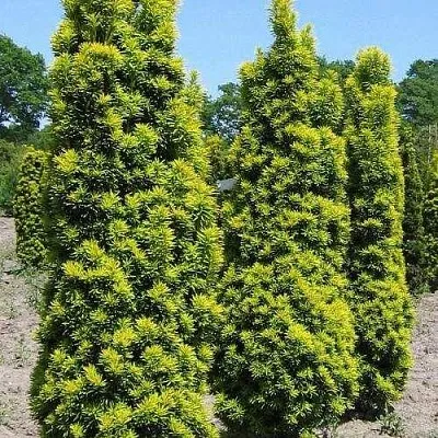 Тис ДАВИД ягодный  Тис ДАВИД ягодный в Симферополе