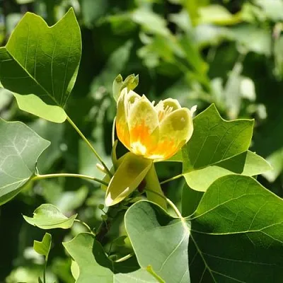 ЛИРИОДЕНДРОН тюльпанный  ЛИРИОДЕНДРОН тюльпанный в Симферополе