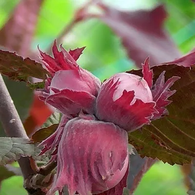 Фундук КАРДИНАЛ  Фундук КАРДИНАЛ в Симферополе