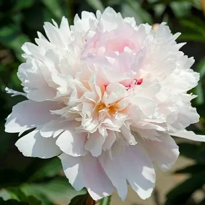 Пион АЛЕРТИ травянистый  Пион АЛЕРТИ травянистый в Симферополе