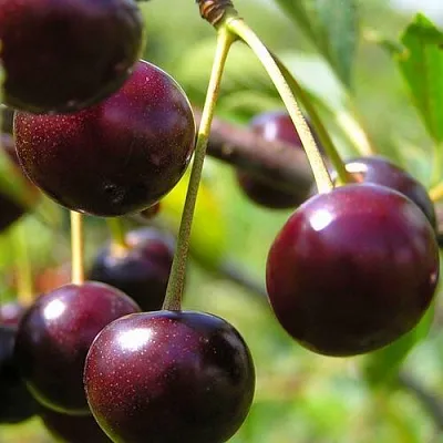 Вишня ЛИВЕНСКАЯ  Вишня ЛИВЕНСКАЯ в Симферополе