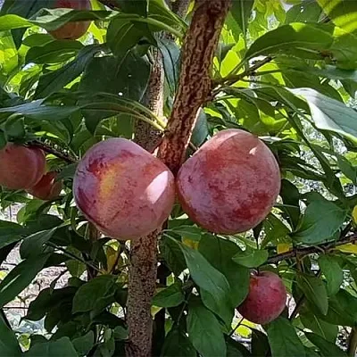 Плуот ГЕО ПРАЙД  Плуот ГЕО ПРАЙД в Симферополе