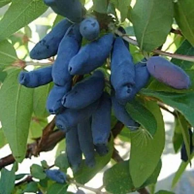 Жимолость съедобная ГОРДОСТЬ БАКЧАРА  Жимолость съедобная ГОРДОСТЬ БАКЧАРА в Симферополе