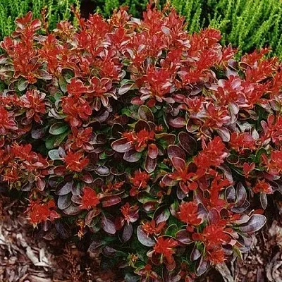 Барбарис КАРМЕН тунберга  Барбарис КАРМЕН тунберга в Симферополе