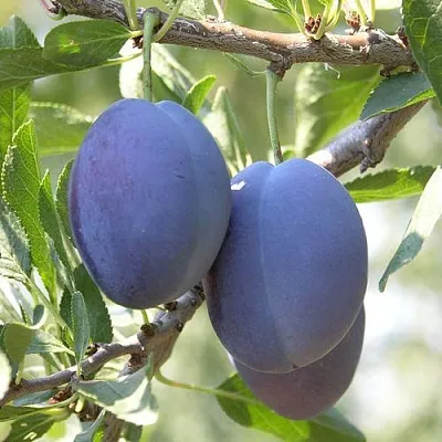 Слива СТЭНЛИ  Слива СТЭНЛИ в Симферополе