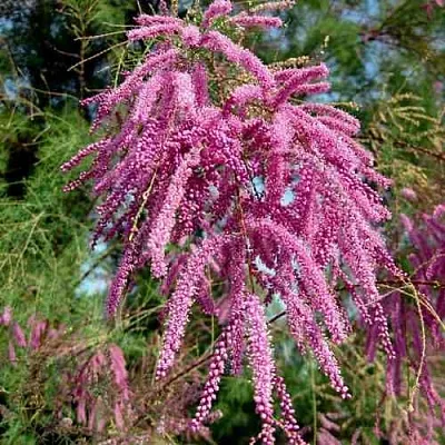 Тамарикс ПИНК КАСКАД  Тамарикс ПИНК КАСКАД в Симферополе