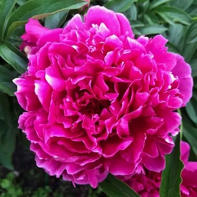 Пион КАРЛ РОЗЕНФЕЛЬД травянистый  Пион КАРЛ РОЗЕНФЕЛЬД травянистый в Симферополе