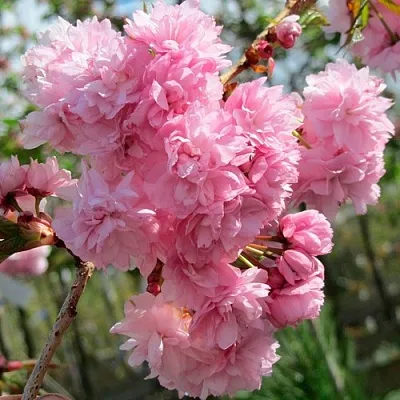 Сакура КИКУ ШИДАРЕ  Сакура КИКУ ШИДАРЕ в Симферополе