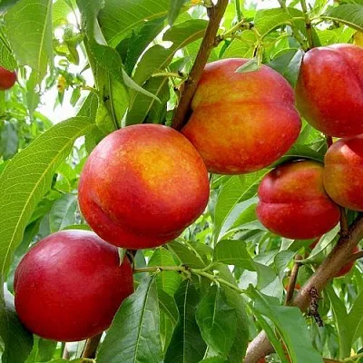 Нектарин ХАРБЛЕЙЗ в Симферополе