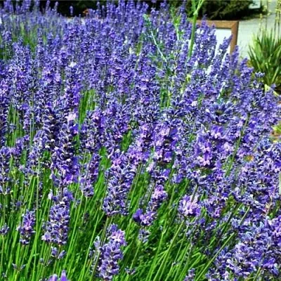 Лаванда ФЕНОМЕНАЛ узколистная  Лаванда ФЕНОМЕНАЛ узколистная в Симферополе