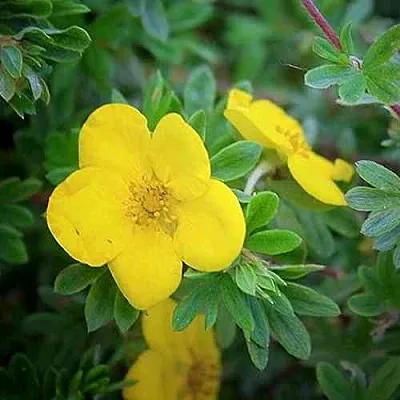 Лапчатка ГОЛДСТАР кустарниковая  Лапчатка ГОЛДСТАР кустарниковая в Симферополе