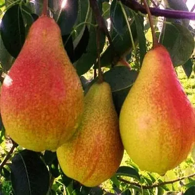 Груша АББАТ ФЕТЕЛЬ  в Симферополе