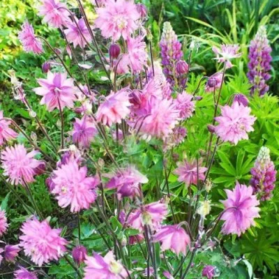 Аквилегия БАРЛОУ ПИНК гибрид МакКаны — описание сорта Аквилегия БАРЛОУ ПИНК гибрид МакКаны в Симферополе