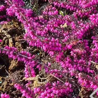 ЭРИКА "АЛЬПИЙСКИЙ ВЕРЕСК" (зимующая) сорт АТРОРУБРА  ЭРИКА "АЛЬПИЙСКИЙ ВЕРЕСК" (зимующая) сорт АТРОРУБРА в Симферополе