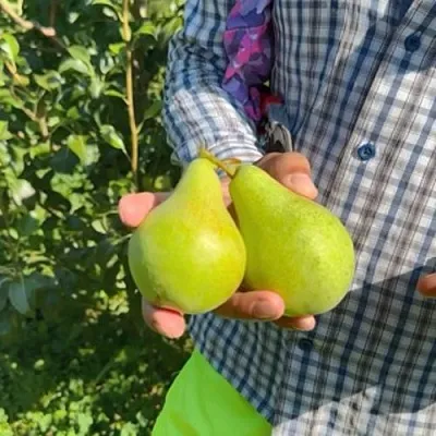 Груша ЗАРЕЧНАЯ КОМПАКТНАЯ  Груша ЗАРЕЧНАЯ КОМПАКТНАЯ в Симферополе