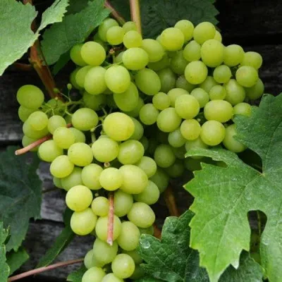 Виноград АЛЕШЕНЬКИН — описание сорта Виноград АЛЕШЕНЬКИН в Симферополе