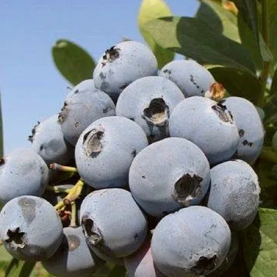 Голубика ЦУКЕР ТРАУБЕ в Симферополе