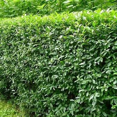 Бирючина обыкновенная  Бирючина обыкновенная в Симферополе