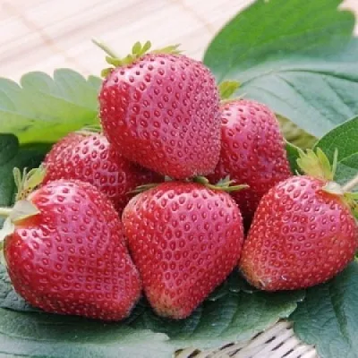 Клубника ВИМА КСИМА в Симферополе