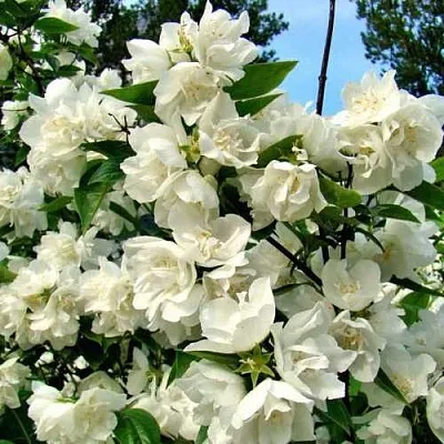 Жасмин ДЕНИСКИНЫ РАССКАЗЫ  Жасмин ДЕНИСКИНЫ РАССКАЗЫ в Симферополе