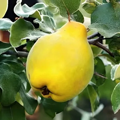 Айва МИР в Симферополе