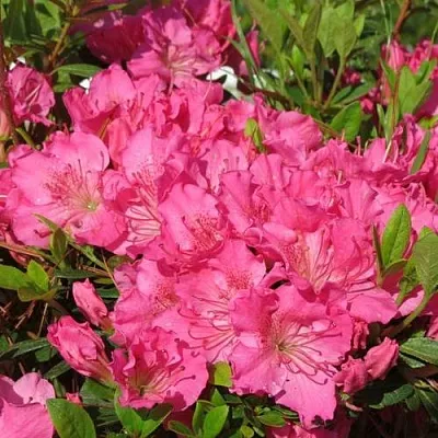 Азалия КИРСТИН японская в Симферополе