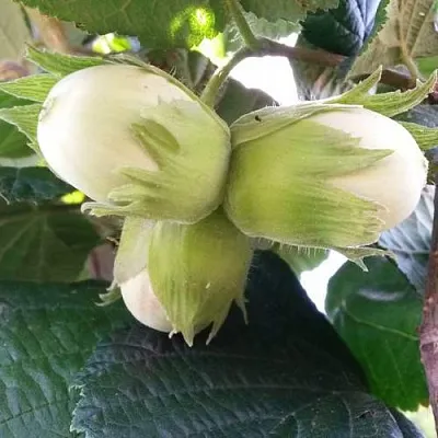 Фундук ЮННАТ  Фундук ЮННАТ в Симферополе