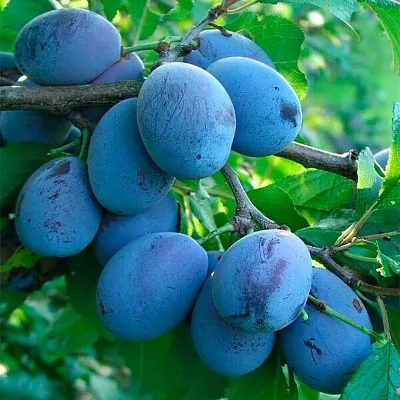 Синяя   Синяя  в Симферополе