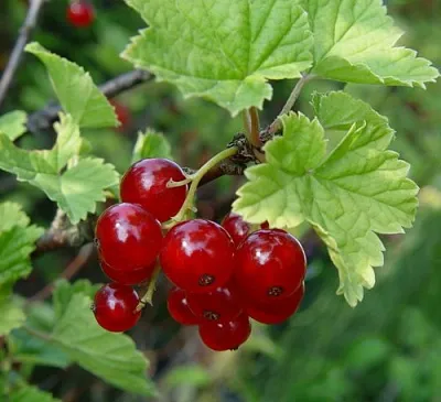 Смородина альпийская ШМИДТ  Смородина альпийская ШМИДТ в Симферополе