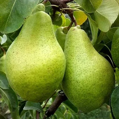 Груша НОЯБРЬСКАЯ ЗИМНЯЯ  Груша НОЯБРЬСКАЯ ЗИМНЯЯ в Симферополе