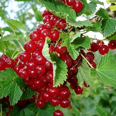 Смородина красная ГОЛЛАНДСКАЯ КРАСНАЯ  Смородина красная ГОЛЛАНДСКАЯ КРАСНАЯ в Симферополе