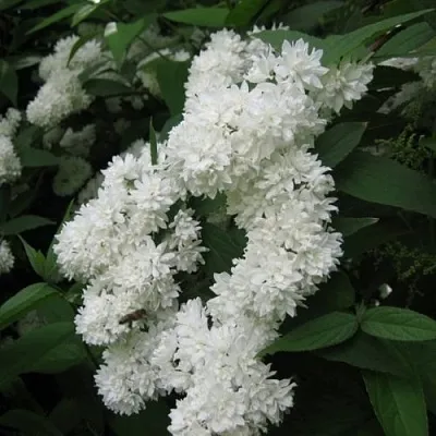 Дейция КАНДИДИССИМА шершавая  Дейция КАНДИДИССИМА шершавая в Симферополе