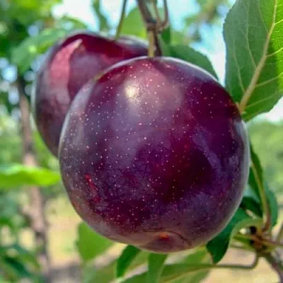 Слива АНЖЕЛИНО  Слива АНЖЕЛИНО в Симферополе