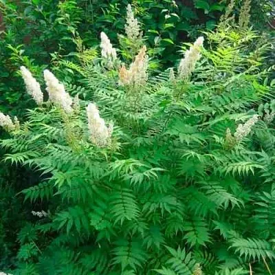 Рябинник рябинолистный СЭМ  Рябинник рябинолистный СЭМ в Симферополе