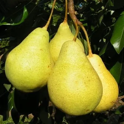 Груша ВИЛИЯ в Симферополе