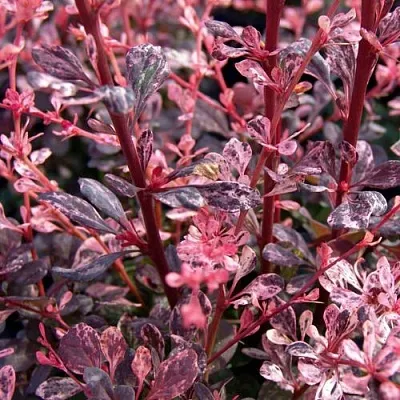 Барбарис АРЛЕКИН тунберга  Барбарис АРЛЕКИН тунберга в Симферополе