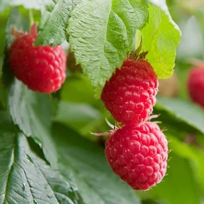 Малина МАРАВИЛЛА  Малина МАРАВИЛЛА в Симферополе