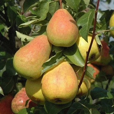Груша СЕВЕРЯНКА в Симферополе