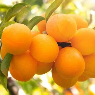 Слива МАРА  Слива МАРА в Симферополе