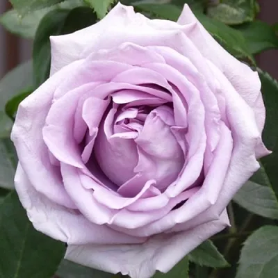 Саженцы роз ИНДИГОЛЕТТА плетистая  Саженцы роз ИНДИГОЛЕТТА плетистая в Симферополе