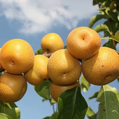 Груша азиатская  Груша азиатская в Симферополе