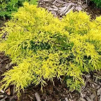 Можжевельник КИНГ ОФ СПРИНГ средний  Можжевельник КИНГ ОФ СПРИНГ средний в Симферополе