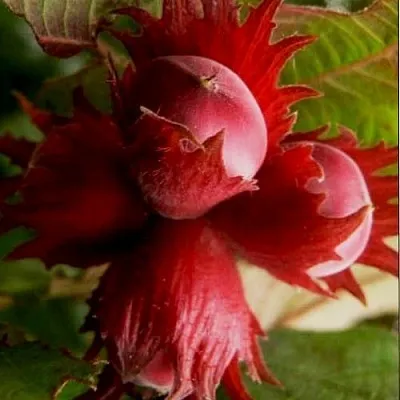 Фундук БАГРЯНЕЦ  Фундук БАГРЯНЕЦ в Симферополе