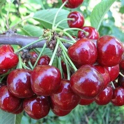 Вишня ДЕСЕРТНАЯ МОРОЗОВОЙ  Вишня ДЕСЕРТНАЯ МОРОЗОВОЙ в Симферополе