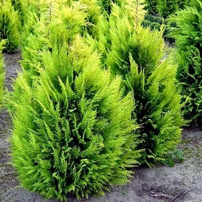 Кипарисовик ИВОНЕ лавсана  Кипарисовик ИВОНЕ лавсана в Симферополе