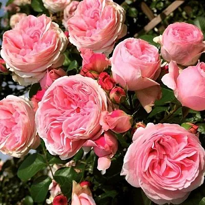 Саженцы роз ДЖАРДИНА плетистая  Саженцы роз ДЖАРДИНА плетистая в Симферополе