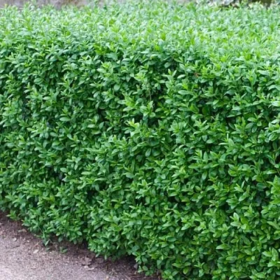 Бирючина обыкновенная АТРОВИРЕНС  Бирючина обыкновенная АТРОВИРЕНС в Симферополе