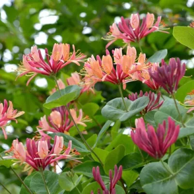 Жимолость ГЕКРОТА в Симферополе