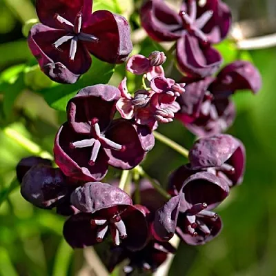 Акебия ПЯТЁРНАЯ   Акебия ПЯТЁРНАЯ  в Симферополе